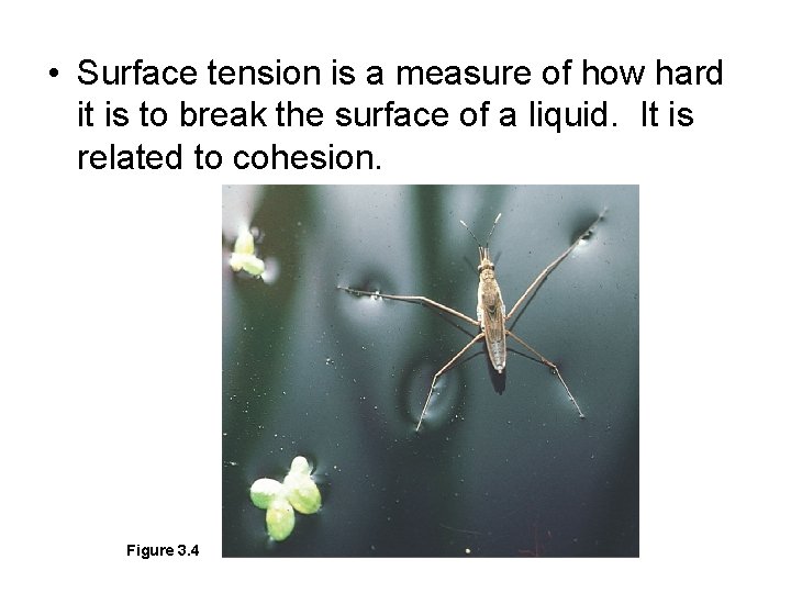  • Surface tension is a measure of how hard it is to break