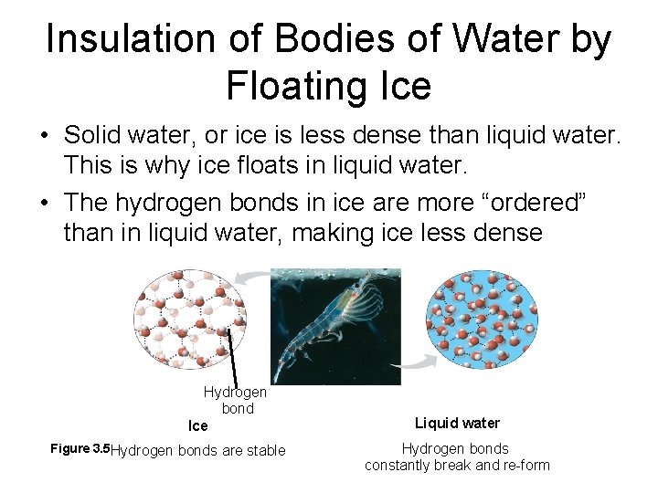 Insulation of Bodies of Water by Floating Ice • Solid water, or ice is