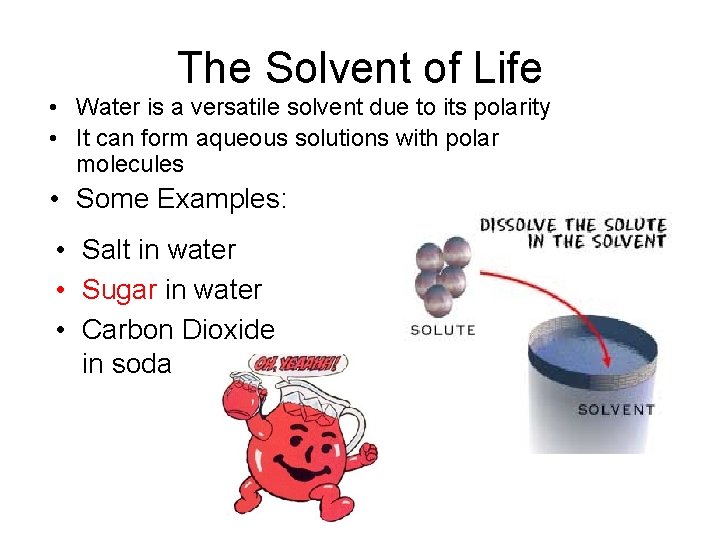 The Solvent of Life • Water is a versatile solvent due to its polarity