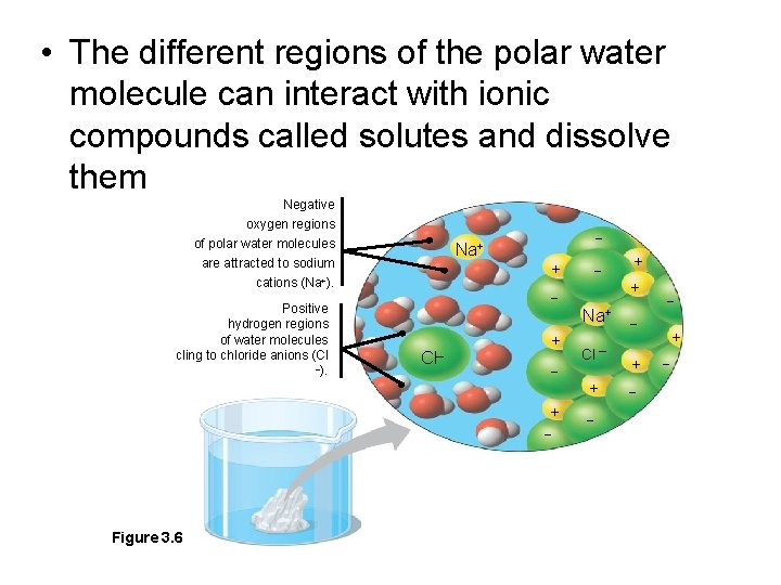  • The different regions of the polar water molecule can interact with ionic