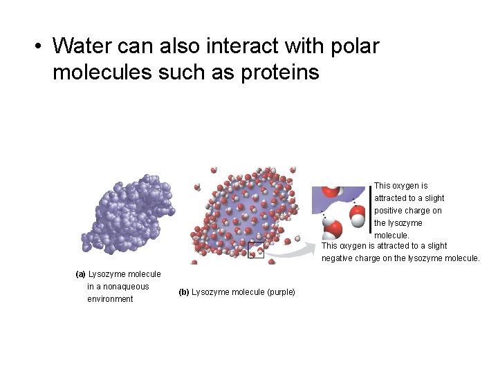  • Water can also interact with polar molecules such as proteins This oxygen