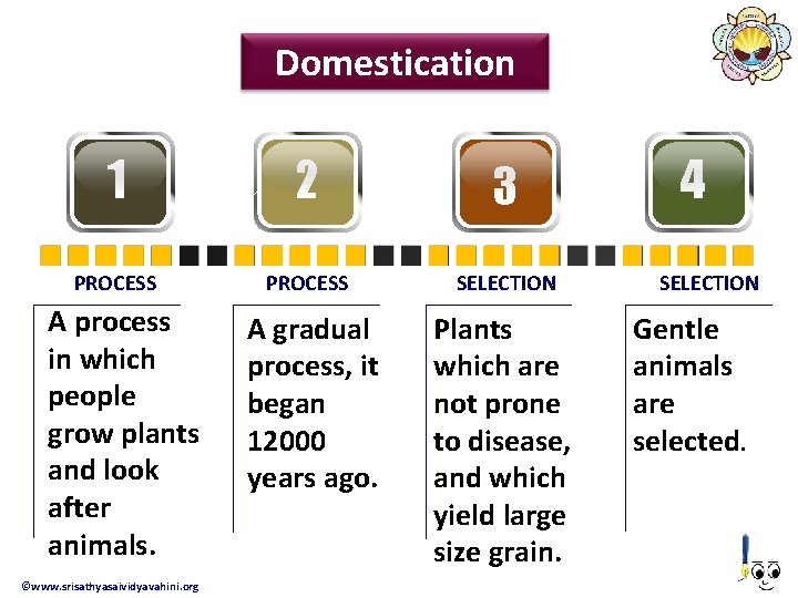 Domestication 1 2 3 PROCESS SELECTION A gradual process, it began 12000 years ago.