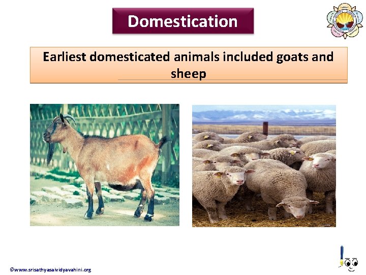 Domestication Earliest domesticated animals included goats and sheep ©www. srisathyasaividyavahini. org 