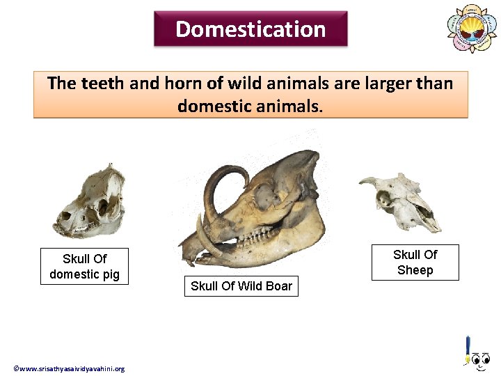 Domestication The teeth and horn of wild animals are larger than domestic animals. Skull