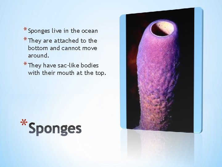 * Sponges live in the ocean * They are attached to the bottom and