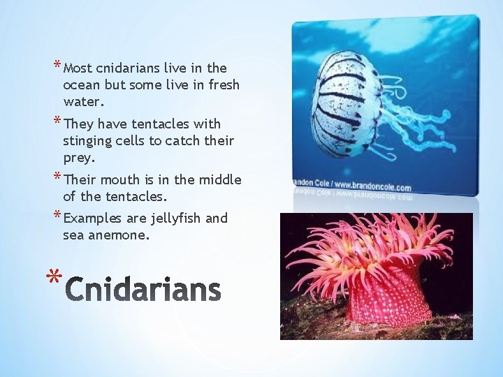 * Most cnidarians live in the ocean but some live in fresh water. *