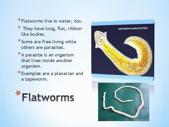 * Flatworms live in water, too. * They have long, flat, ribbonlike bodies. *