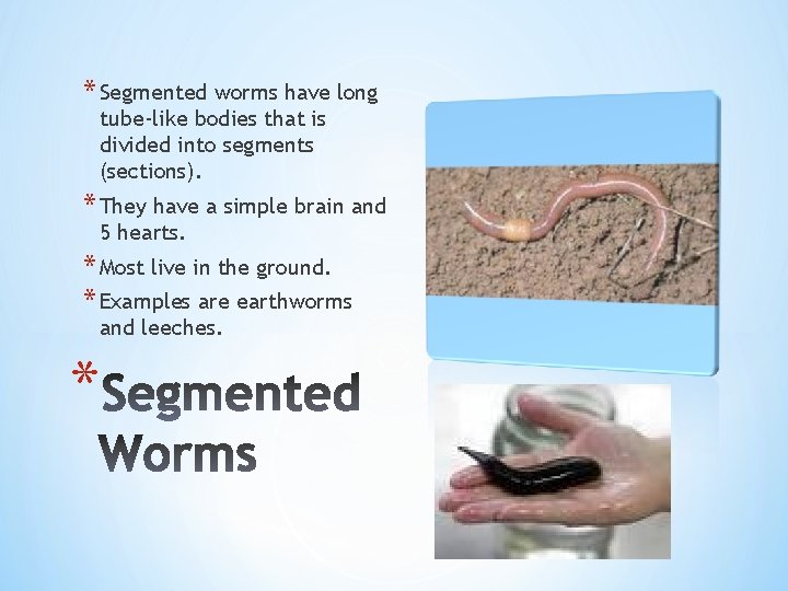 * Segmented worms have long tube-like bodies that is divided into segments (sections). *