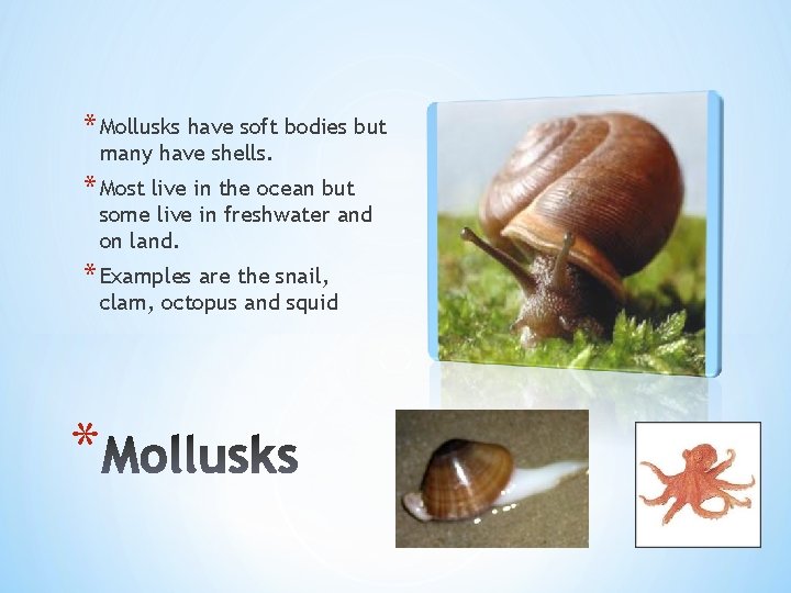 * Mollusks have soft bodies but many have shells. * Most live in the