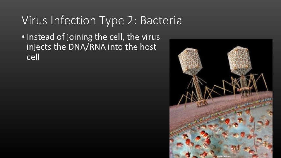 Virus Infection Type 2: Bacteria • Instead of joining the cell, the virus injects