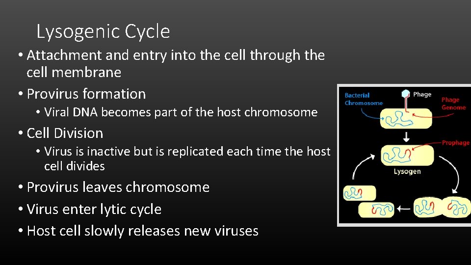 Lysogenic Cycle • Attachment and entry into the cell through the cell membrane •