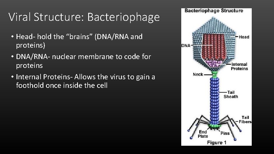 Viral Structure: Bacteriophage • Head- hold the “brains” (DNA/RNA and proteins) • DNA/RNA- nuclear
