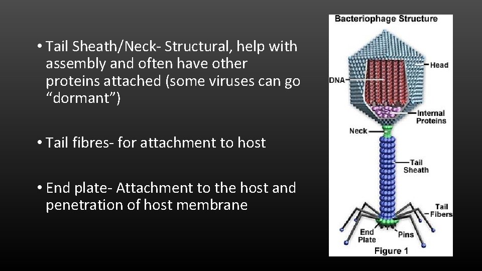  • Tail Sheath/Neck- Structural, help with assembly and often have other proteins attached