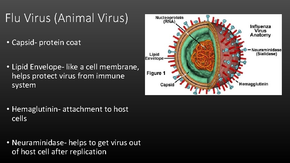 Flu Virus (Animal Virus) • Capsid- protein coat • Lipid Envelope- like a cell