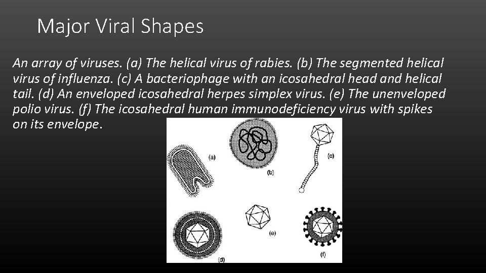 Major Viral Shapes An array of viruses. (a) The helical virus of rabies. (b)