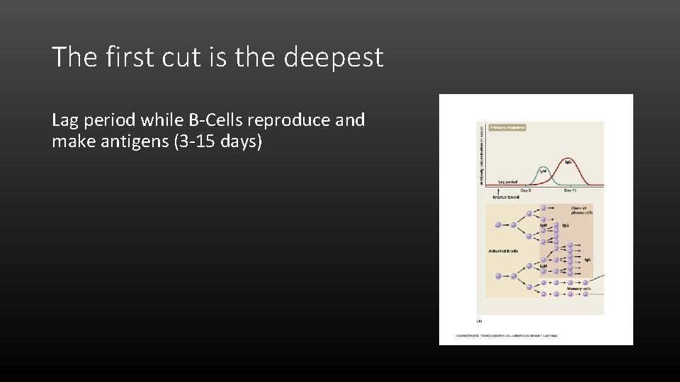 The first cut is the deepest Lag period while B-Cells reproduce and make antigens