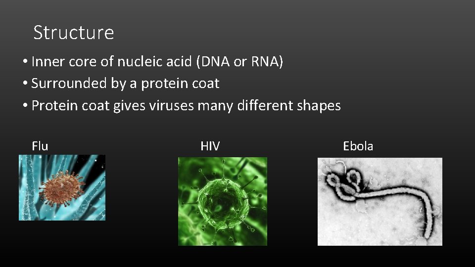 Structure • Inner core of nucleic acid (DNA or RNA) • Surrounded by a