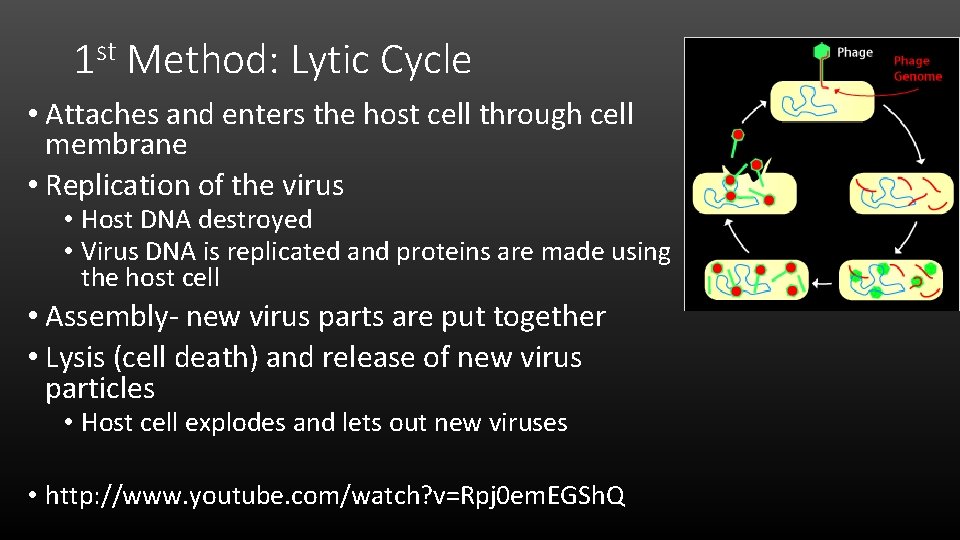 1 st Method: Lytic Cycle • Attaches and enters the host cell through cell