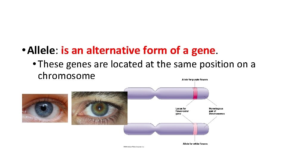 • Allele: is an alternative form of a gene. • These genes are