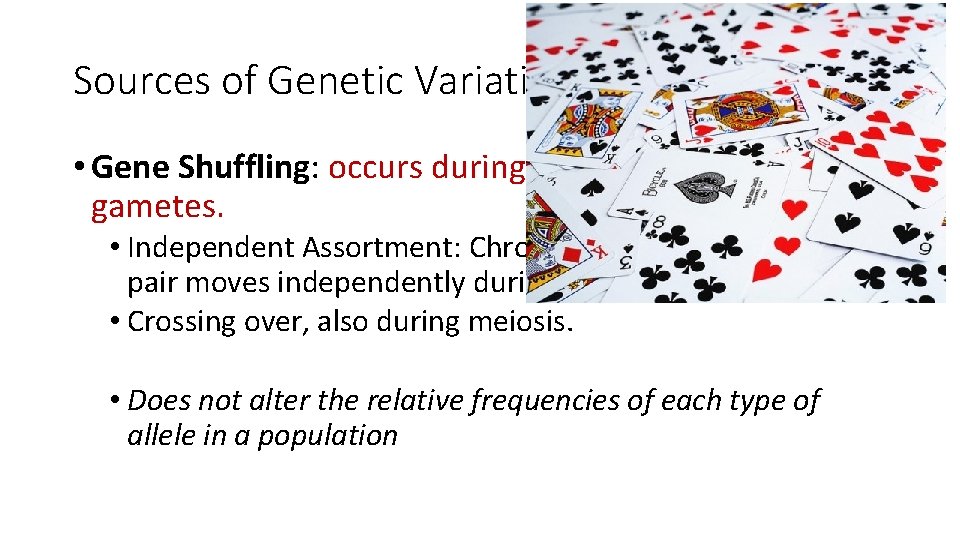 Sources of Genetic Variation • Gene Shuffling: occurs during the production of gametes. •