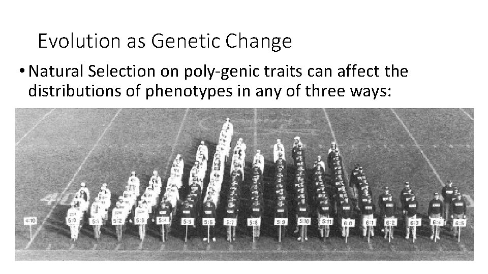 Evolution as Genetic Change • Natural Selection on poly-genic traits can affect the distributions