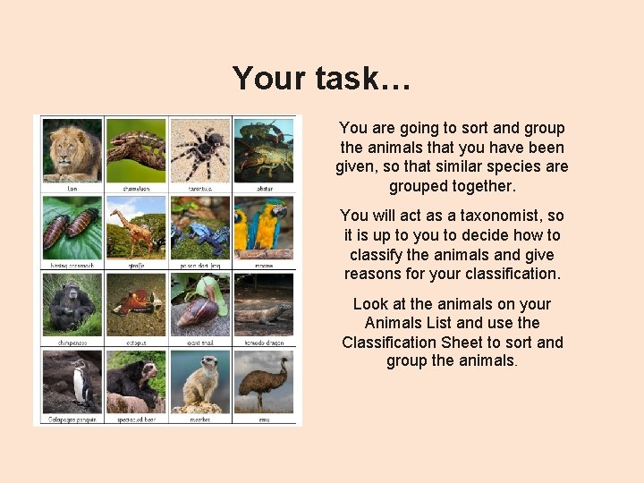 Your task… You are going to sort and group the animals that you have