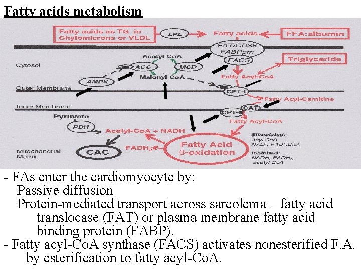 Fatty acids metabolism - FAs enter the cardiomyocyte by: Passive diffusion Protein-mediated transport across
