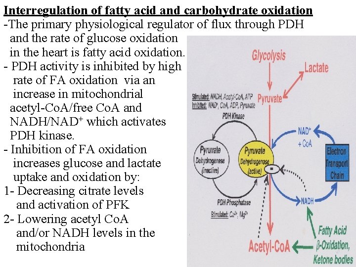 Interregulation of fatty acid and carbohydrate oxidation -The primary physiological regulator of flux through