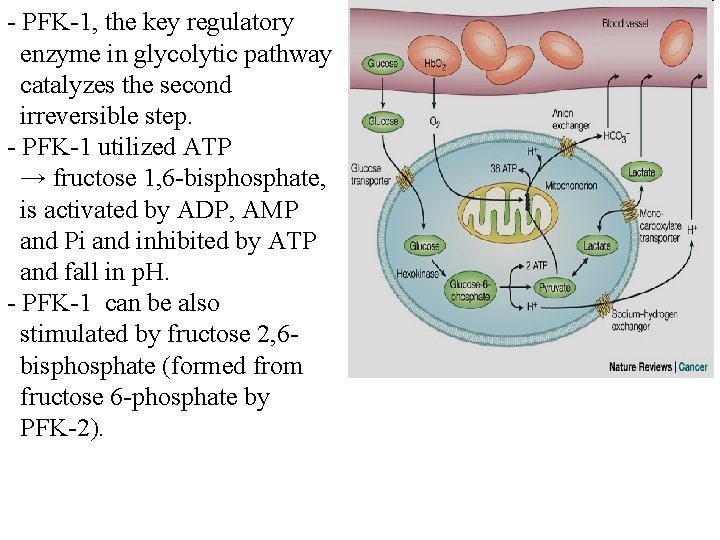 - PFK-1, the key regulatory enzyme in glycolytic pathway catalyzes the second irreversible step.