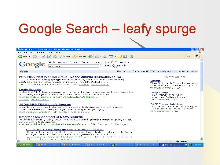 Google Search – leafy spurge 