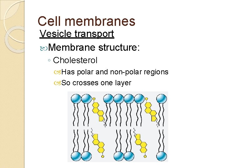 Cell membranes Vesicle transport Membrane structure: ◦ Cholesterol Has polar and non-polar regions So Cell membranes Vesicle transport Membrane structure: ◦ Cholesterol Has polar and non-polar regions So
