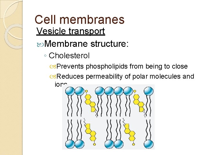 Cell membranes Vesicle transport Membrane structure: ◦ Cholesterol Prevents phospholipids from being to close Cell membranes Vesicle transport Membrane structure: ◦ Cholesterol Prevents phospholipids from being to close