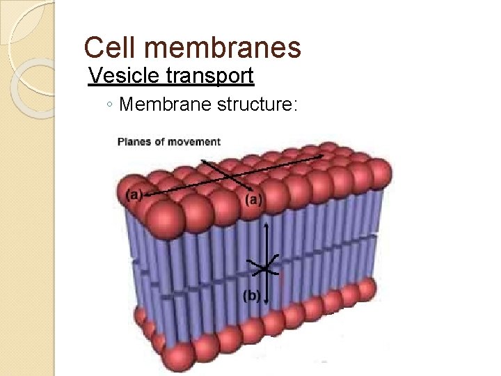 Cell membranes Vesicle transport ◦ Membrane structure: Cell membranes Vesicle transport ◦ Membrane structure: