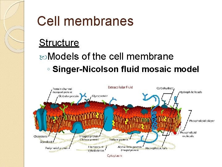 Cell membranes Structure Models of the cell membrane ◦ Singer-Nicolson fluid mosaic model Cell membranes Structure Models of the cell membrane ◦ Singer-Nicolson fluid mosaic model
