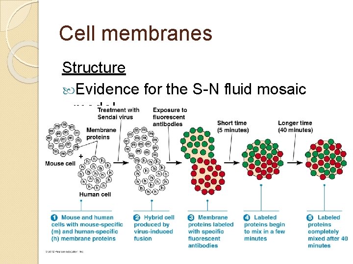 Cell membranes Structure Evidence for the S-N fluid mosaic model Cell membranes Structure Evidence for the S-N fluid mosaic model