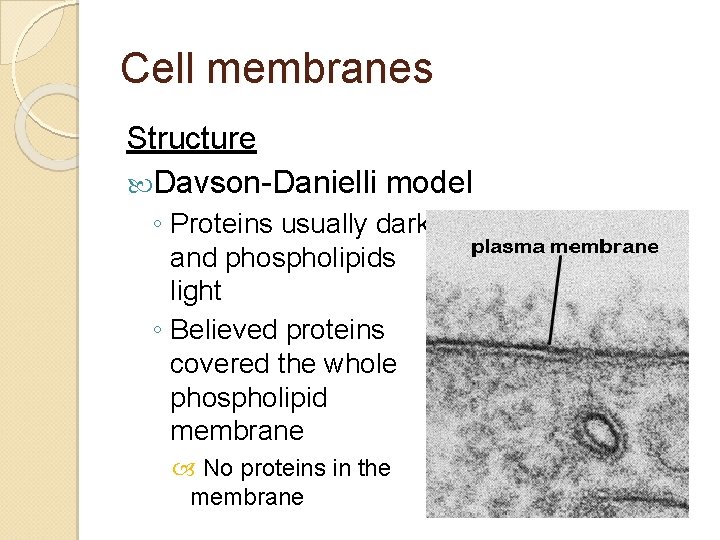 Cell membranes Structure Davson-Danielli model ◦ Proteins usually dark and phospholipids light ◦ Believed Cell membranes Structure Davson-Danielli model ◦ Proteins usually dark and phospholipids light ◦ Believed