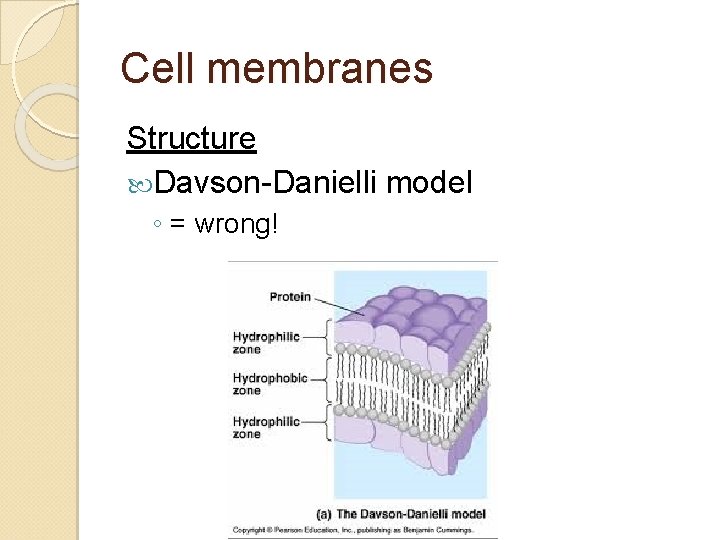 Cell membranes Structure Davson-Danielli model ◦ = wrong! Cell membranes Structure Davson-Danielli model ◦ = wrong!