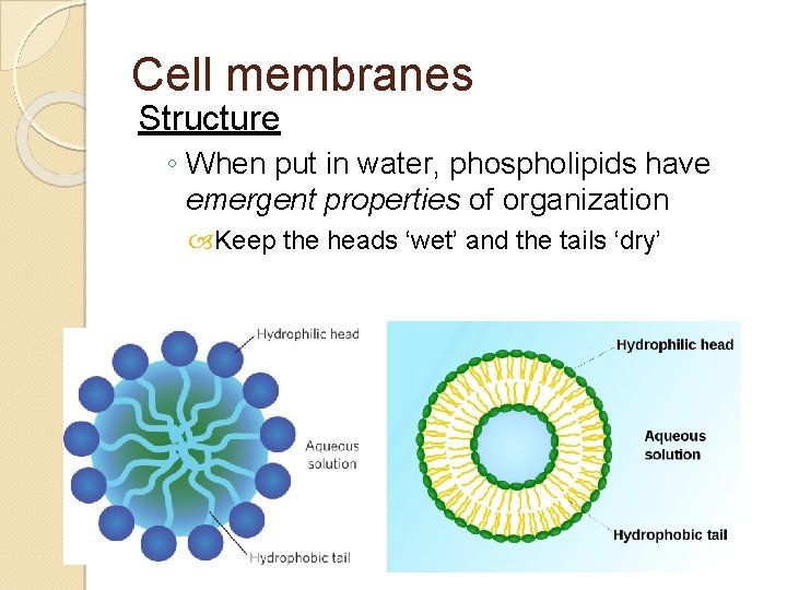 Cell membranes Structure ◦ When put in water, phospholipids have emergent properties of organization Cell membranes Structure ◦ When put in water, phospholipids have emergent properties of organization