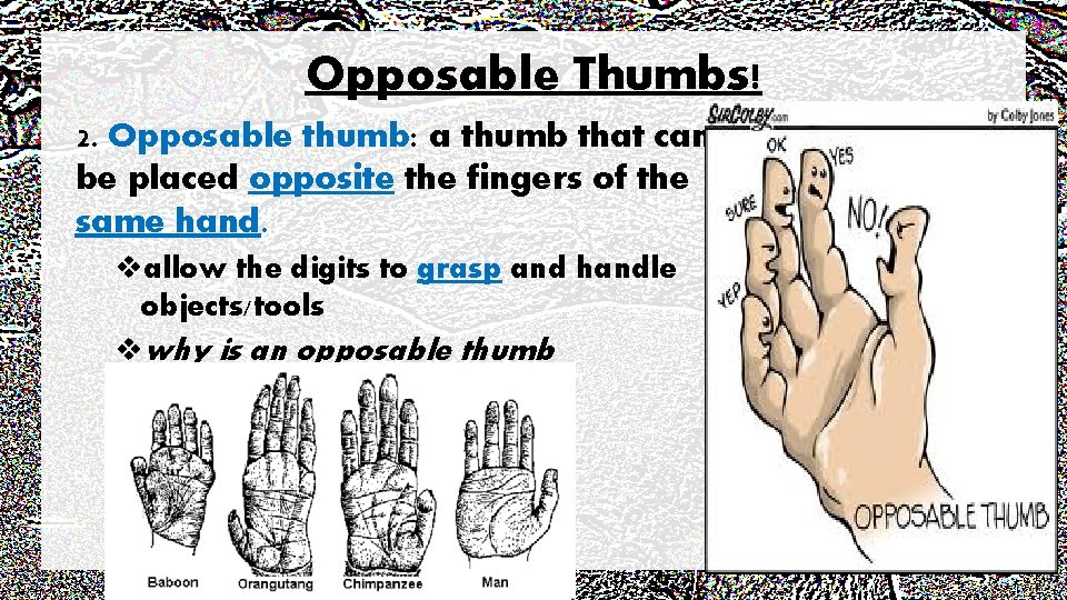 Opposable Thumbs! 2. Opposable thumb: a thumb that can be placed opposite the fingers