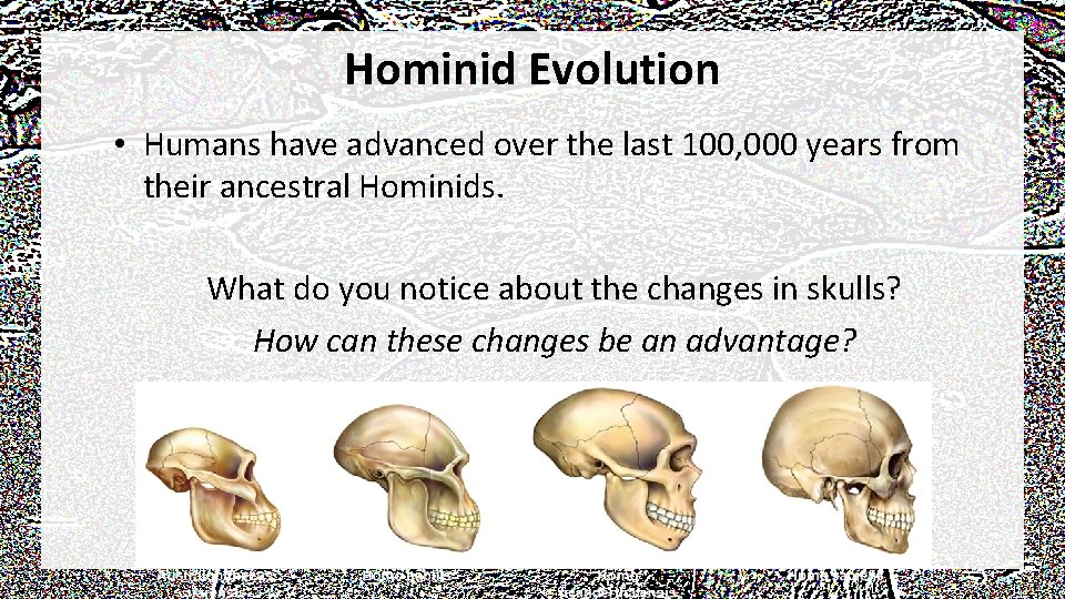 Hominid Evolution • Humans have advanced over the last 100, 000 years from their