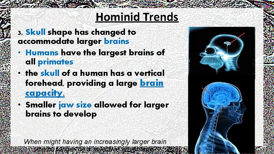 Hominid Trends 3. Skull shape has changed to accommodate larger brains • Humans have