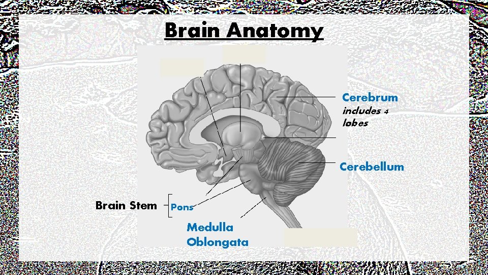 Brain Anatomy Cerebrum includes 4 lobes Cerebellum Brain Stem Pons Medulla Oblongata 