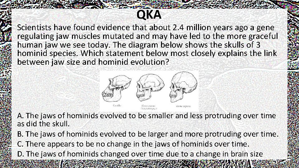 QKA Scientists have found evidence that about 2. 4 million years ago a gene