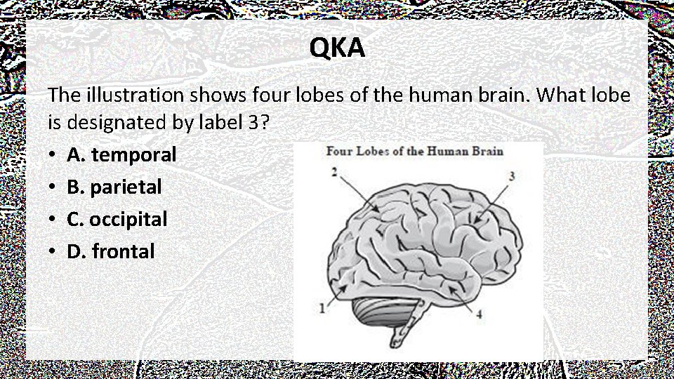 QKA The illustration shows four lobes of the human brain. What lobe is designated