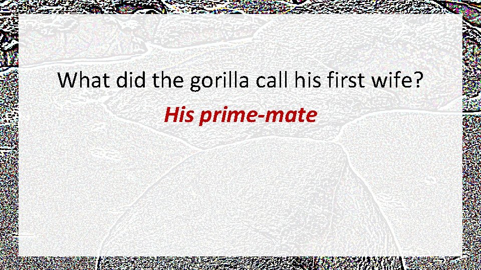 What did the gorilla call his first wife? His prime-mate 