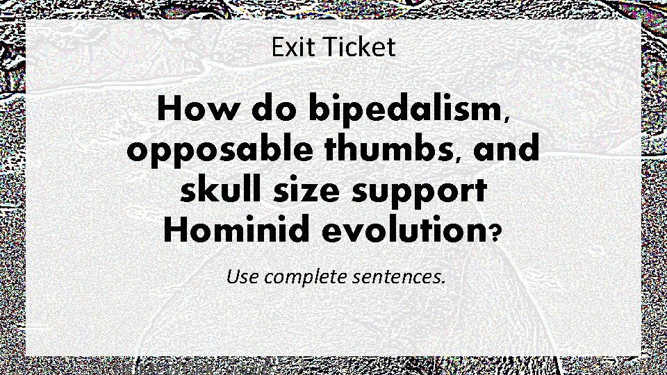 Exit Ticket How do bipedalism, opposable thumbs, and skull size support Hominid evolution? Use