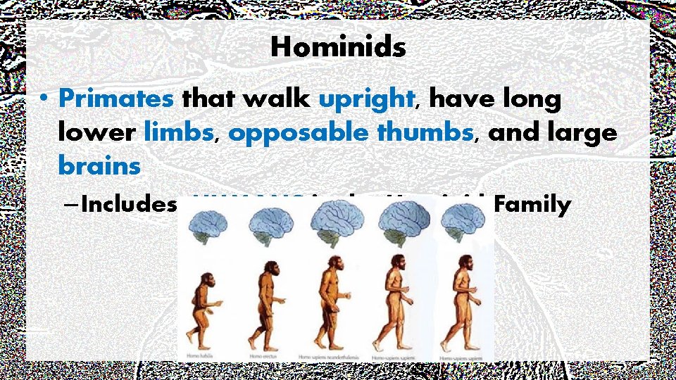 Hominids • Primates that walk upright, have long lower limbs, opposable thumbs, and large