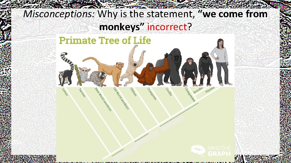 Misconceptions: Why is the statement, “we come from monkeys” incorrect? 