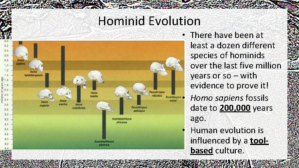 Hominid Evolution • There have been at least a dozen different species of hominids