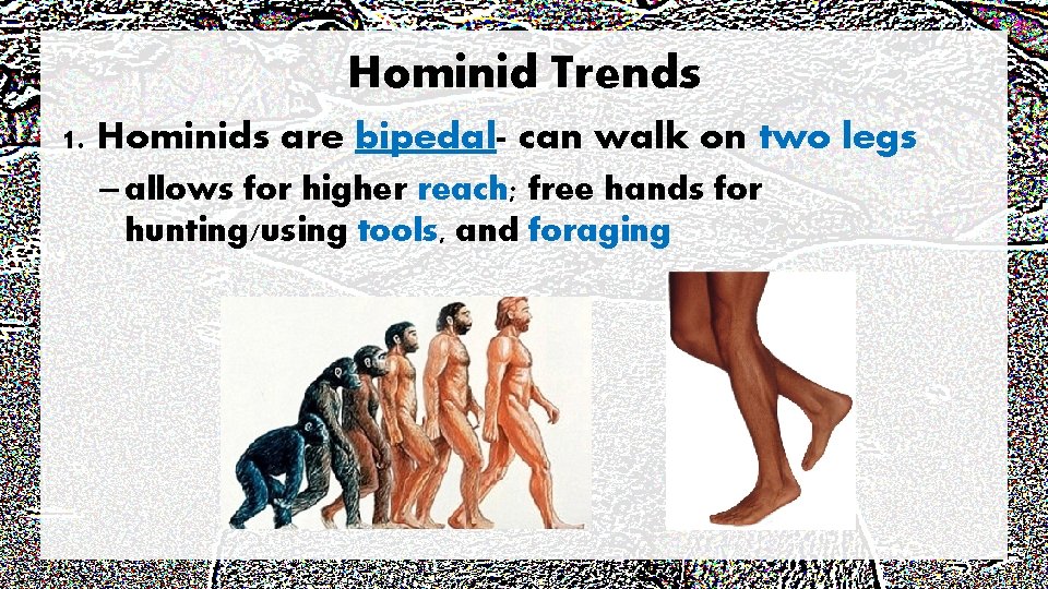 Hominid Trends 1. Hominids are bipedal- can walk on two legs – allows for